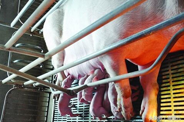 母猪怀孕日期忘记了,母猪记错日子提前十天打催产针