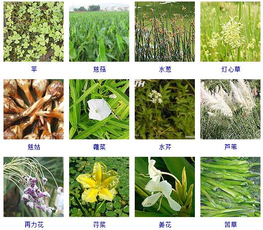 可以水养的常见的草,可以水养观赏的蔬菜