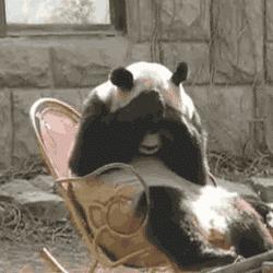 搞笑动图157期,鸡吃米搞笑动图