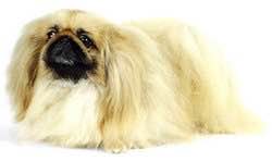 普遍的狗狗品种大全及图片,所有狗狗品种集合大全