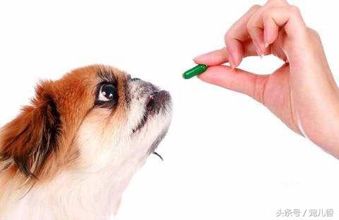 狗狗吃过驱虫药拉稀怎么办,狗狗吃了驱虫药之后拉肚子正常吗