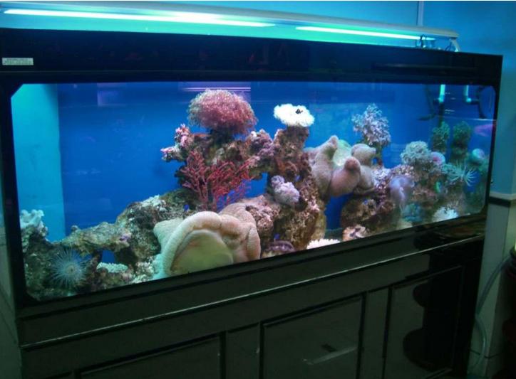 客厅鱼缸的摆放有什么禁忌,书房鱼缸摆放风水禁忌