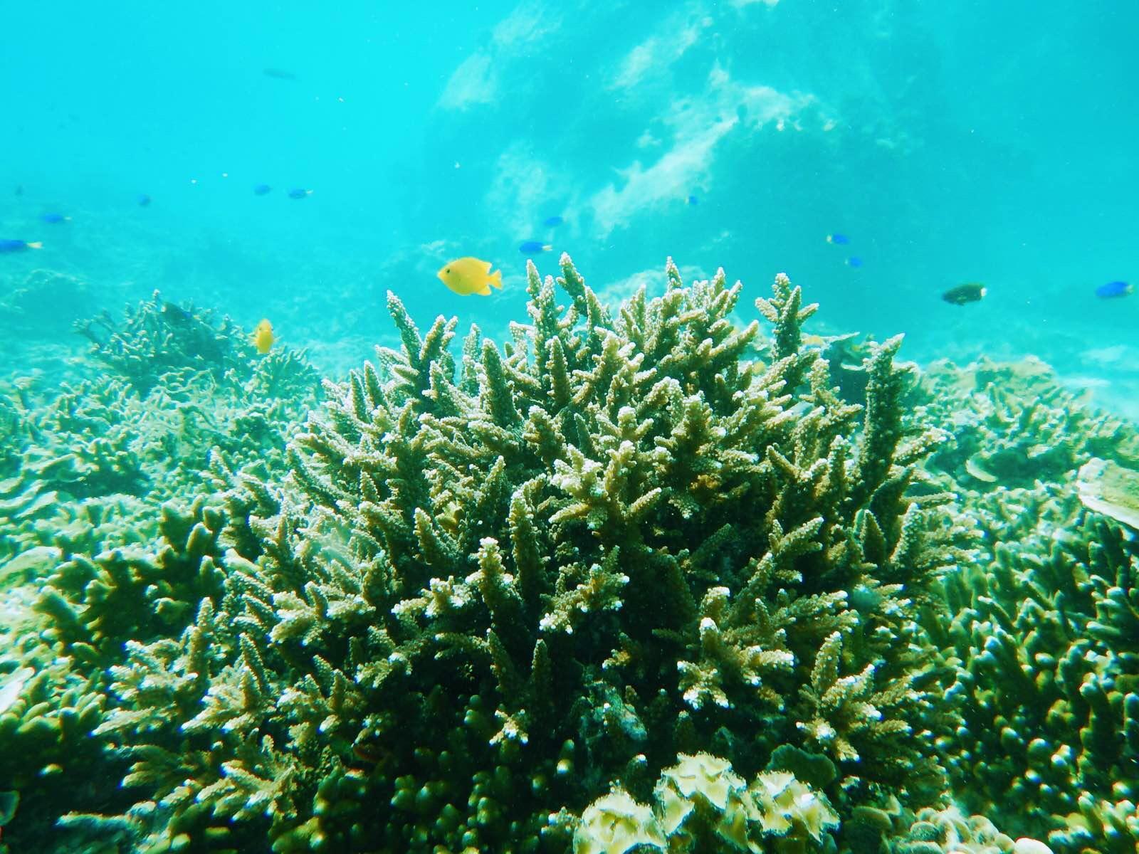 萨瓦迪卡！就在KohSamui撒野吧！