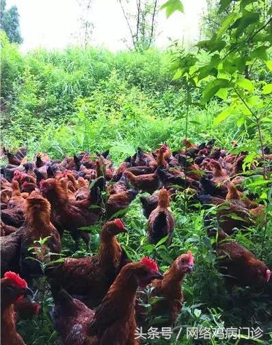 目前最好的养殖土鸡方法,土鸡养殖基础有哪些