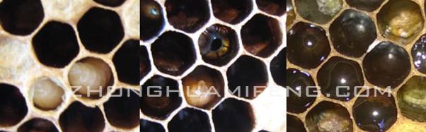 中蜂囊状幼虫病的发病原因是什么,中蜂囊状幼虫病用青霉素怎么治疗