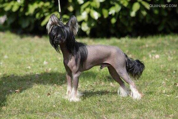 普遍的狗狗品种大全及图片,所有狗狗品种集合大全