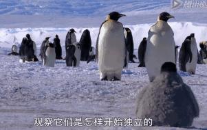 豆瓣9.7的企鹅版《无间道》，上演最萌版「原配撕小三」！