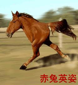 遇到老虎怎么办搞笑段子,动物遇到老虎的搞笑时刻