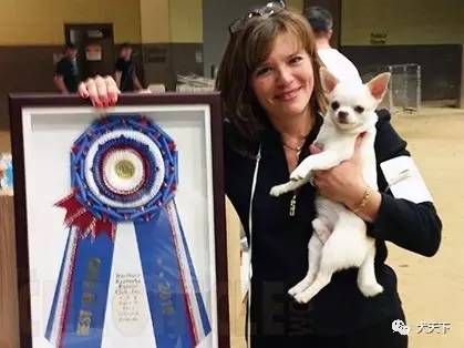 德牧登顶！BIS视频！世界第一犬展2017西敏寺赛果总汇