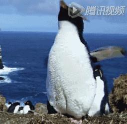 豆瓣9.7的企鹅版《无间道》，上演最萌版「原配撕小三」！