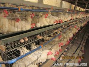 蛋鸡主要问题,蛋鸡难养