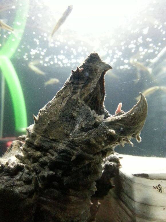 怎样挑选乌龟才是最好的,新手怎么选乌龟