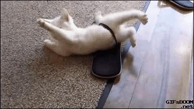 铲屎官半夜给猫咪抓鱼,和猫咪斗智斗勇铲屎官智商完胜