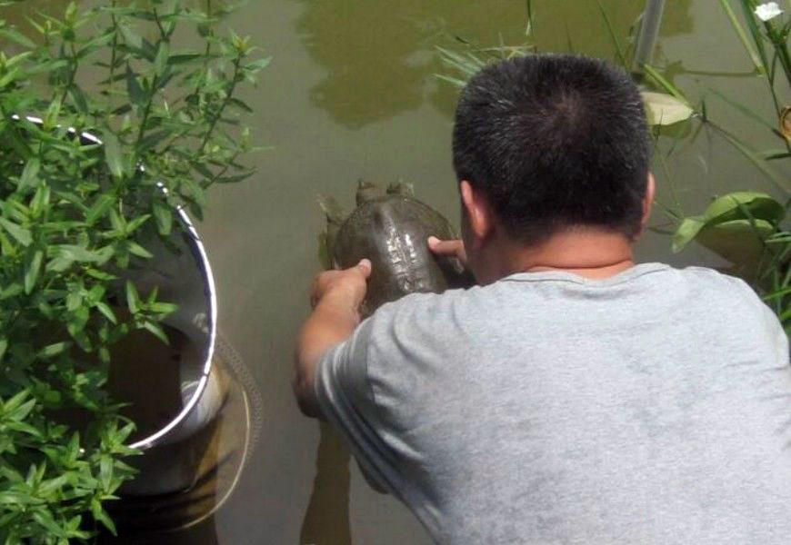 钓到放生甲鱼如何处理,钓到野生甲鱼该不该放生