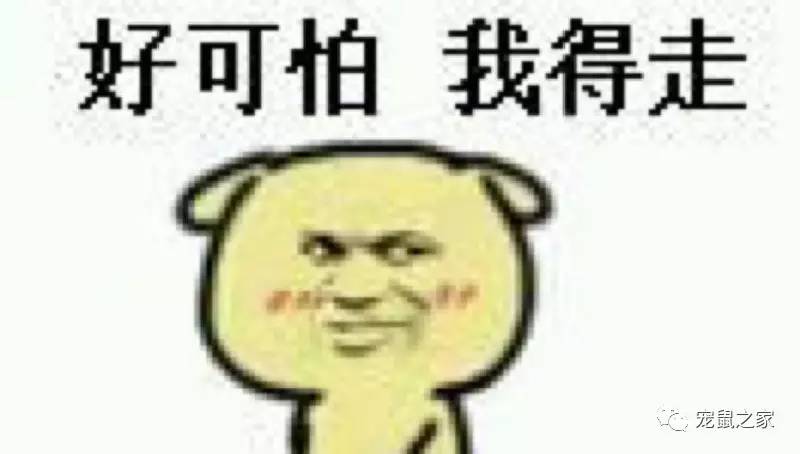 荷兰猪卖肉视频,又黑又大的荷兰猪