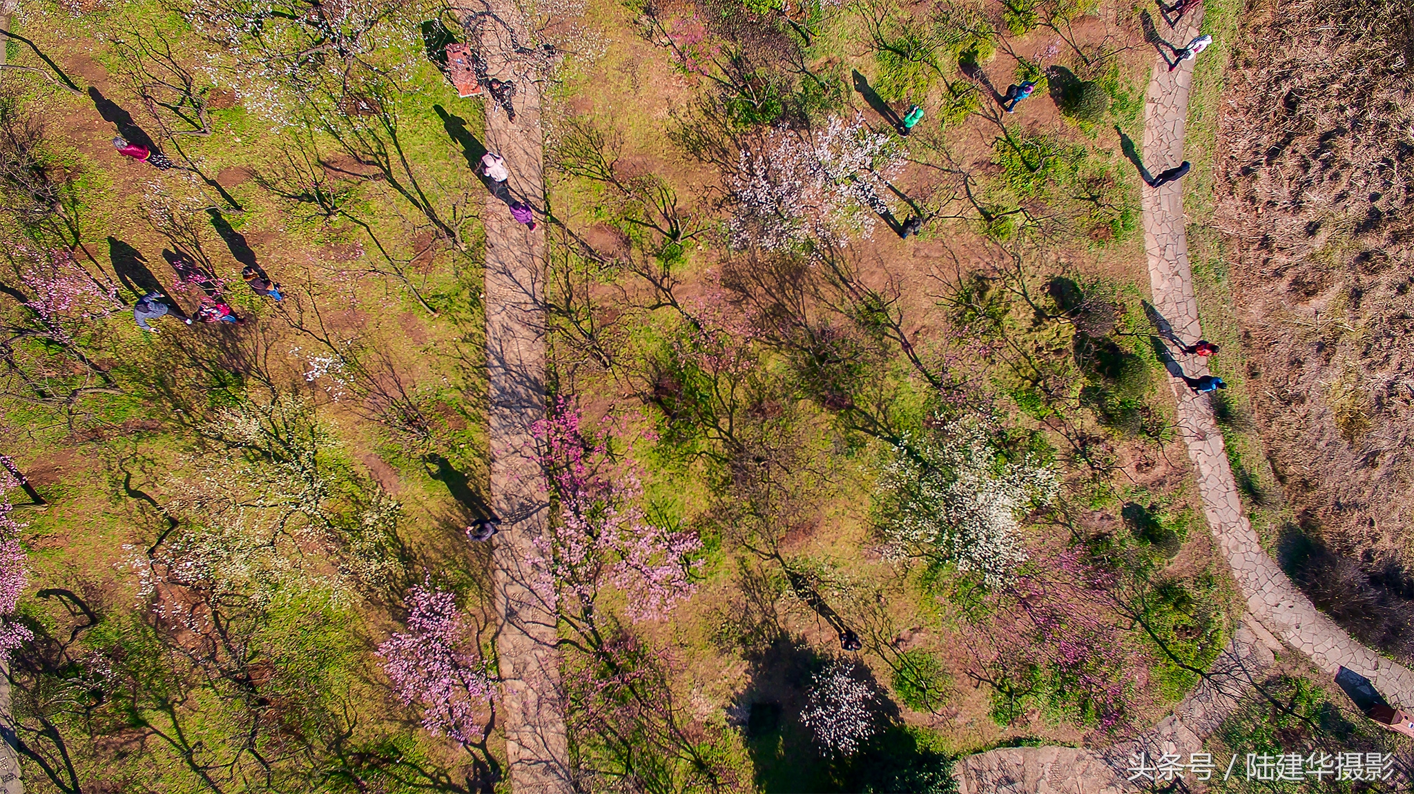 无锡梅园，春风十里不如你