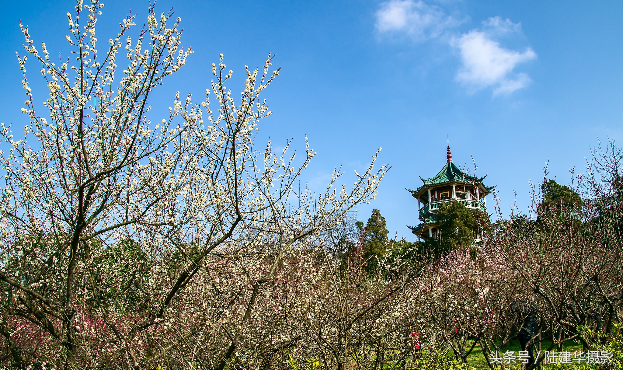 无锡梅园，春风十里不如你