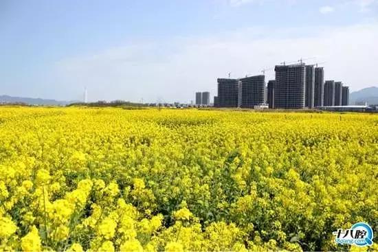 义乌这下要在全世界出名了！