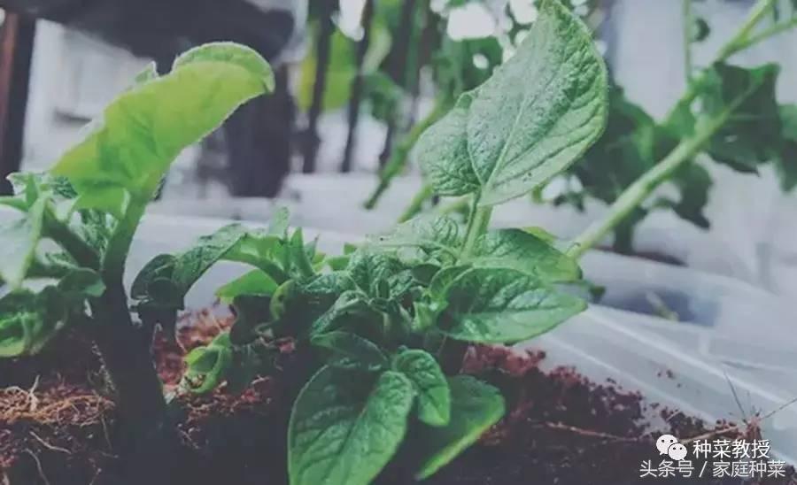 种菜土豆怎么种,阳台土豆种植技术全过程