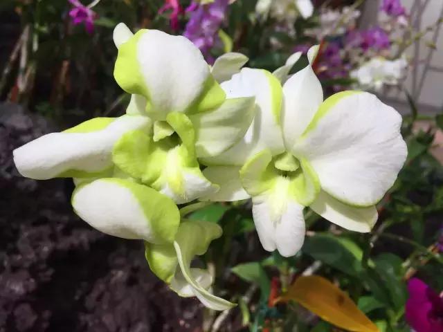 毛伊岛游记,毛伊岛太阳之屋