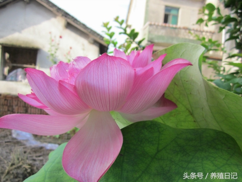 坏掉的莲藕如何种出荷花,如何用藕种出来荷花