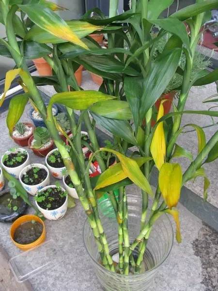 植物黄叶怎么补救,植物老黄叶该怎么养