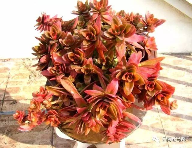 云南多肉冰玫瑰,云南的冬日多肉依旧色彩绚烂