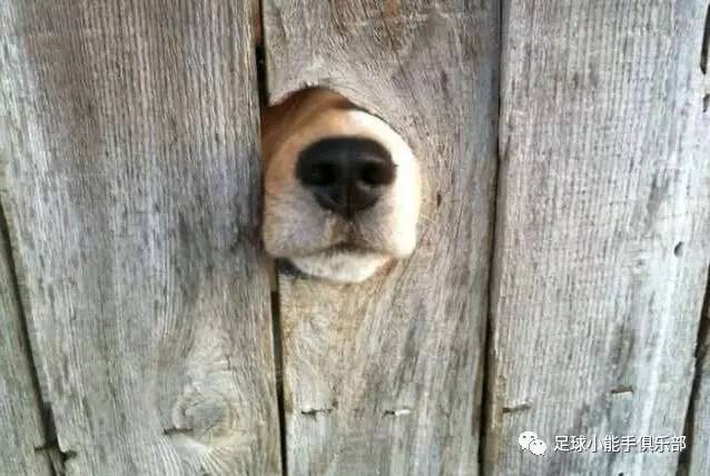 巴萨对巴黎次回合梅西世界波卡点,欧冠巴萨vs拜仁梅西成全场焦点