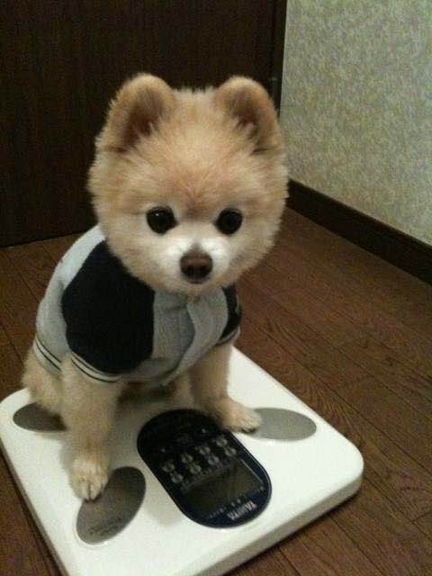 普遍的狗狗品种大全及图片,所有狗狗品种集合大全