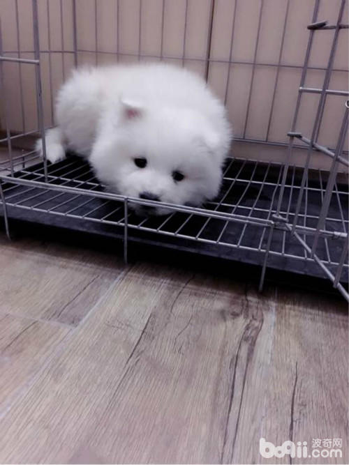 萨摩得了细小在家可以自己治吗,萨摩容易得细小吗