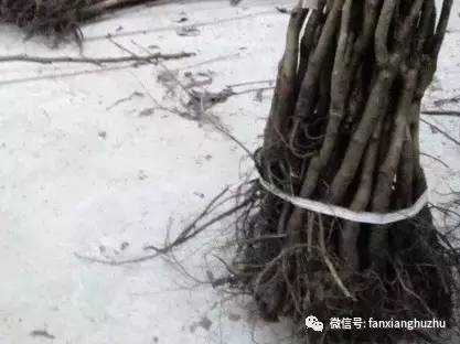 核桃苗几月份移栽最好,核桃苗移栽后多久发芽