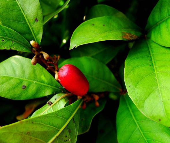 西双版纳每个景区都很美,西双版纳什么时候最美