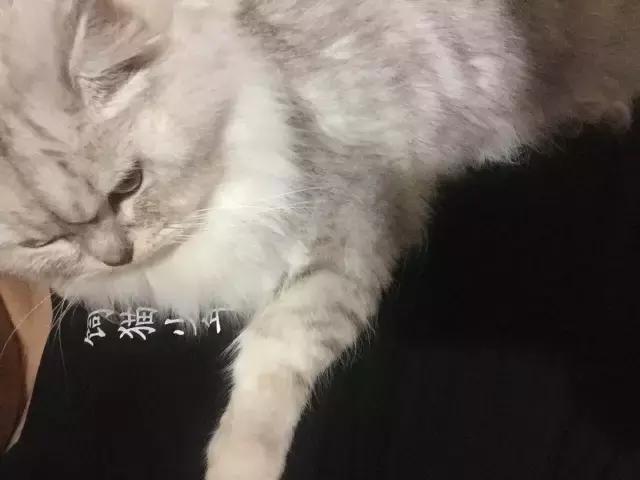 长沙人爱养什么品种的鸟,长沙人为什么喜欢养乌龟