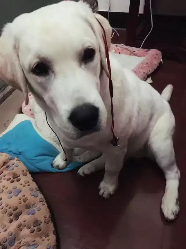 长沙人爱养什么品种的鸟,长沙人为什么喜欢养乌龟