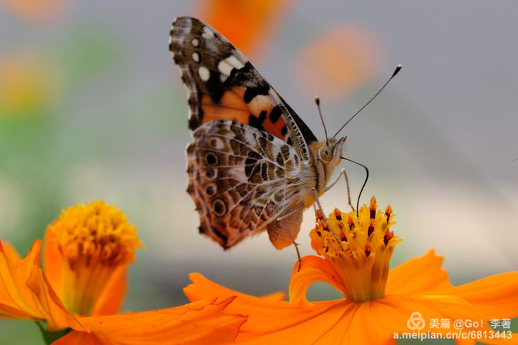 微距镜头下的昆虫视角,微距下的昆虫摄影