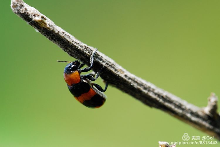 微距镜头下的昆虫视角,微距下的昆虫摄影