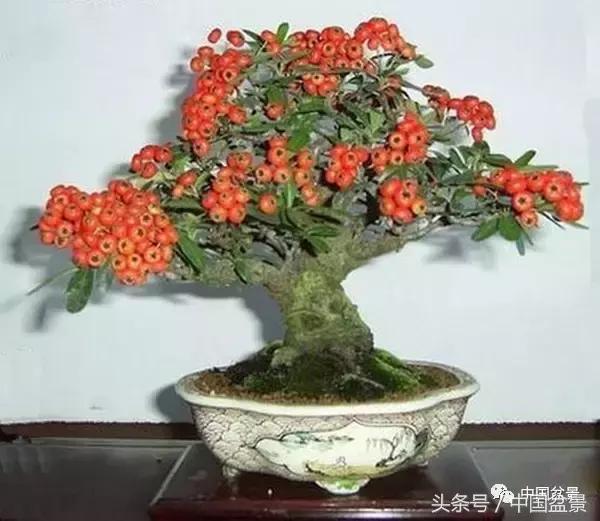 盆景知识与交流,养花知识大全小盆景