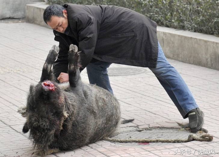 美女手上拿的是什么？猎杀最凶猛动物的复古*器武**