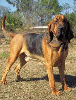 狗狗品种收集大全,收藏狗狗