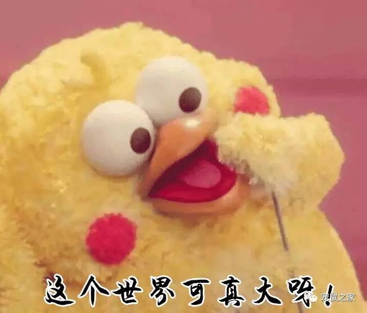 荷兰猪卖肉视频,又黑又大的荷兰猪