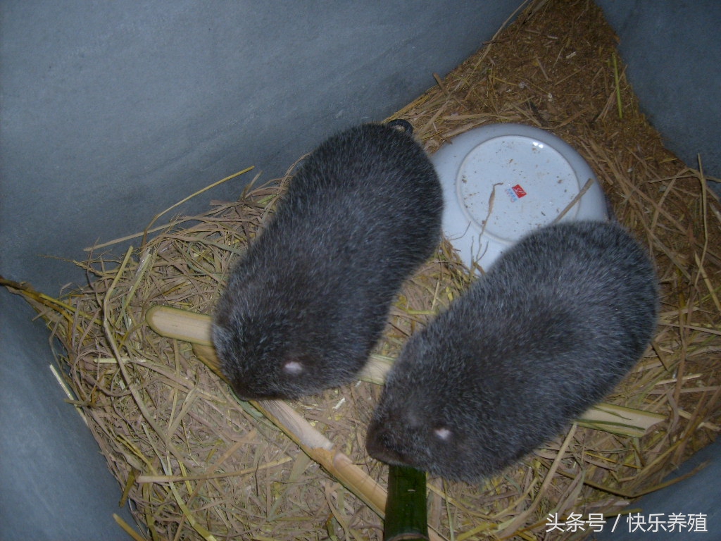 养殖竹鼠的经济效益怎么样,养殖100对竹鼠建窝需要多少成本