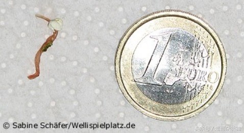 鹦鹉杀虫能用灭扫利吗,刚满月的鹦鹉要杀虫吗