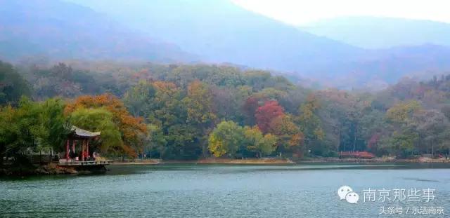 南京踏青赏梅乐享春光,赏梅园