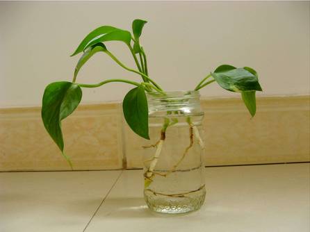 适合办公桌上养的小清新水培植物,水培绿植办公室