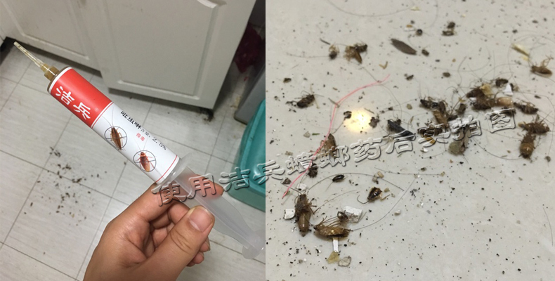 小蟑螂什么品牌蟑螂药消灭最彻底,蟑螂消灭方法及蟑螂药哪种好