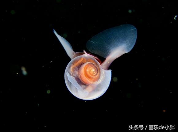 世界上十大最怪异的海洋生物,十种奇特的海洋生物