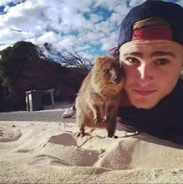 最萌短尾矮袋鼠,澳洲偶遇袋鼠