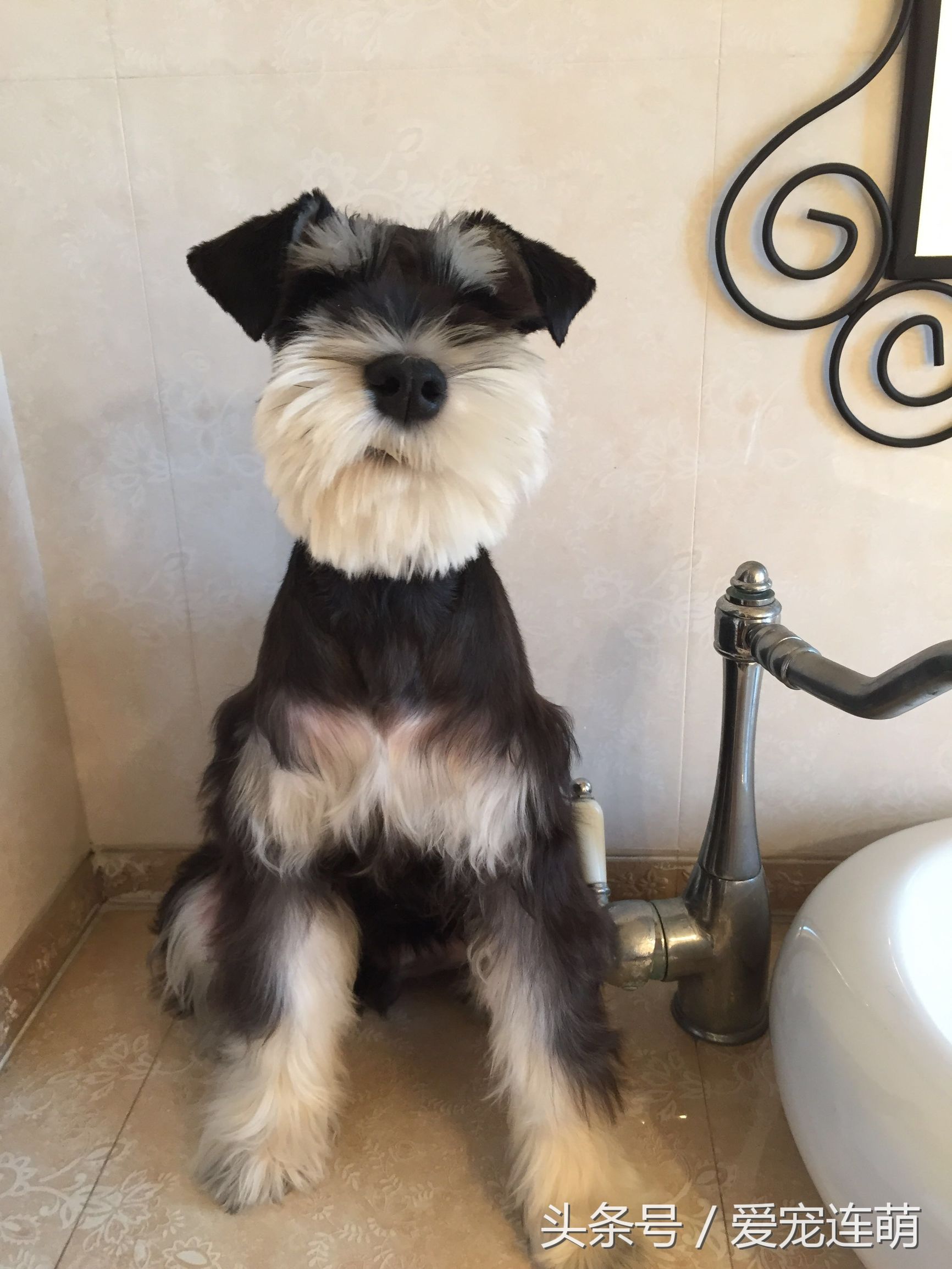 雪纳瑞体型测量,雪纳瑞体型参数