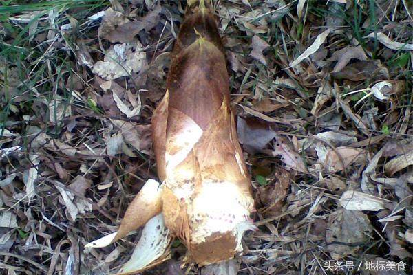 春天怎么能不吃一次新鲜的春笋呢,春笋是春季时令菜好吃又养人