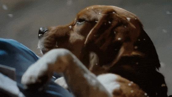 这些猫狗男女都爱看